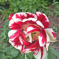 Flowers Mai 2014 Foto Übungen