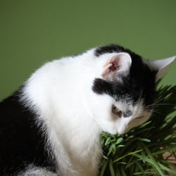 Bastet the Cat 2012 Teil 04