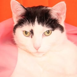 Bastet the Cat 2012 Teil 03