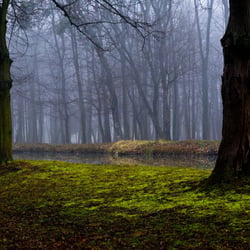 Wald im Nebel