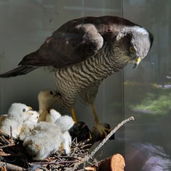 Sperber mit Nest
