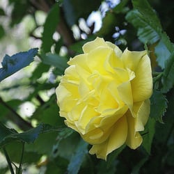 gelbe Kletterrose