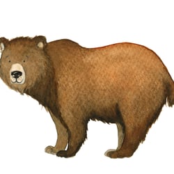 Braunbär