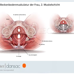 Weibliche Beckenbodenmuskulatur, 2. Schicht