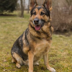 Lucky – Heidenheim