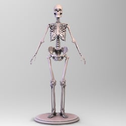 Skeleton