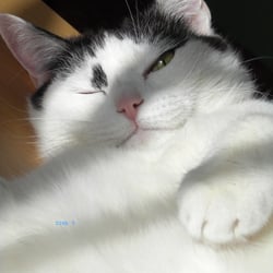 Bastet the Beauty Cat.. No. 02