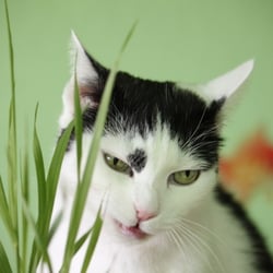 Bastet the Cat 2012 Teil 04