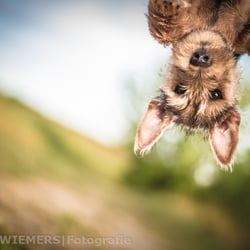 Heideterrier