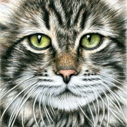 Katzengesicht