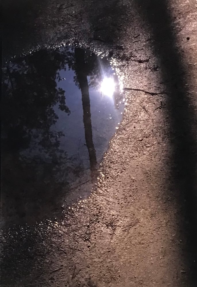 Reflexion oben im Wald