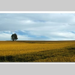 Fotografie-Natur