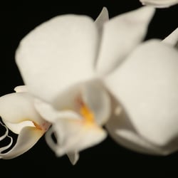 Flower / Orchidee Foto Übungen März 2014