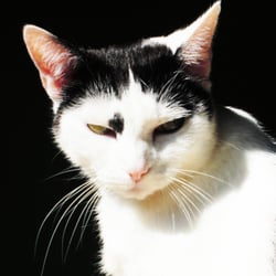 Bastet the Cat 2012 No. 03