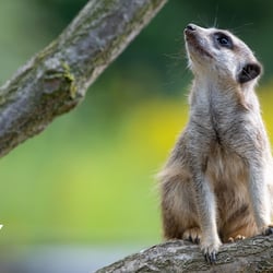 Erdmännchen