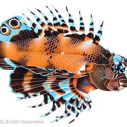 Feuerfisch