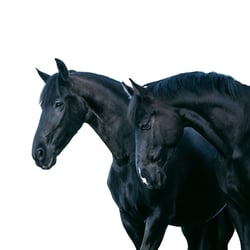 Zwei „Schwarze Perlen“ vor weißem Hintergrund