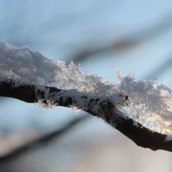Snowflakes