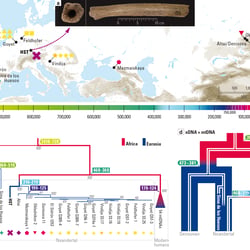 IG Fundorte und DNA-Analysen zu Neandertaler, Denisova und Homo Sapiens