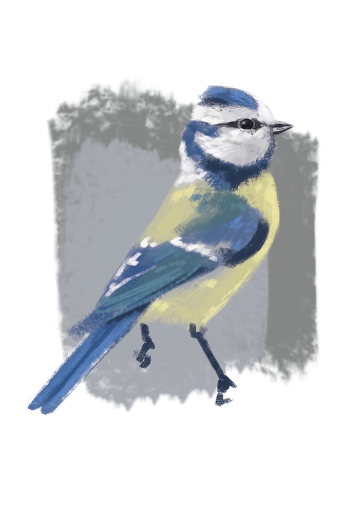 Blaumeise || blue tit
