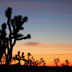Mojave 1