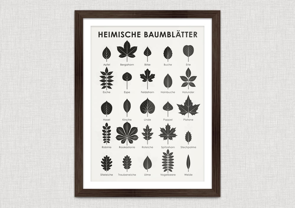 Schautafel Heimische Baumblätter