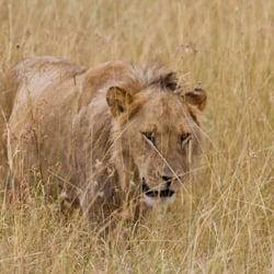 masaai mara103