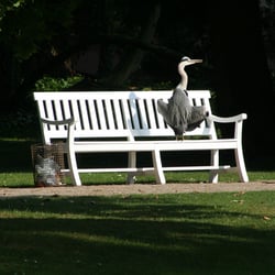 Cooler Reiher in Schwetzingen