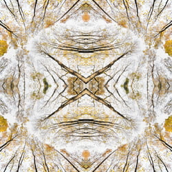 Giant Trees XVI – Kaleidoskop 3