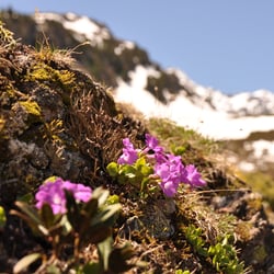 Natur