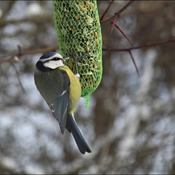 Meise im Winter