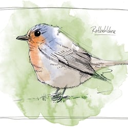 Rotkehlchen