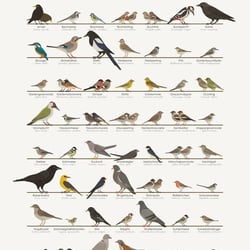 Schautafel Heimische Singvögel