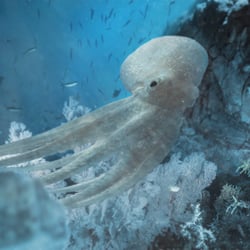 Matte painting, 3D Octopus