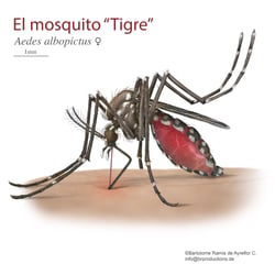 Asiatische Tigermücke