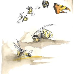 NaturSkizze_FederAquarell_1