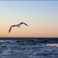Naturfoto