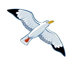 Möwe