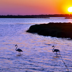 Sonnenaufgang Palavas les Flots