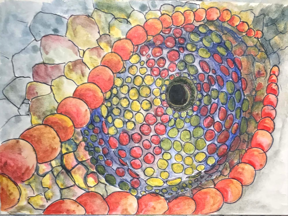 Reptilienaugen1