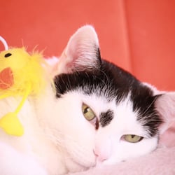 Bastet the Cat 2012 Teil 02
