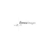 linnea images