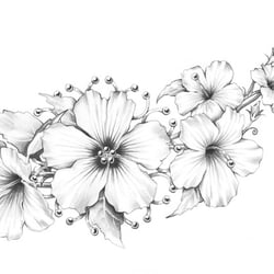 Hibiskus
