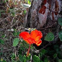 Rote Blüte vor Baumstamm