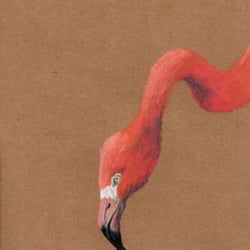 Flamingo vorn