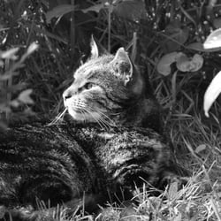 Cat s 2014 Foto Übungen