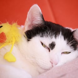 Bastet and the Bird…04