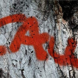 Schrift