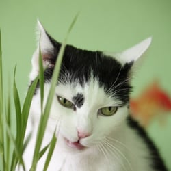 Bastet the Cat 2012 Teil 04