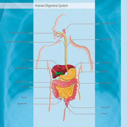 Medizinische Illustration